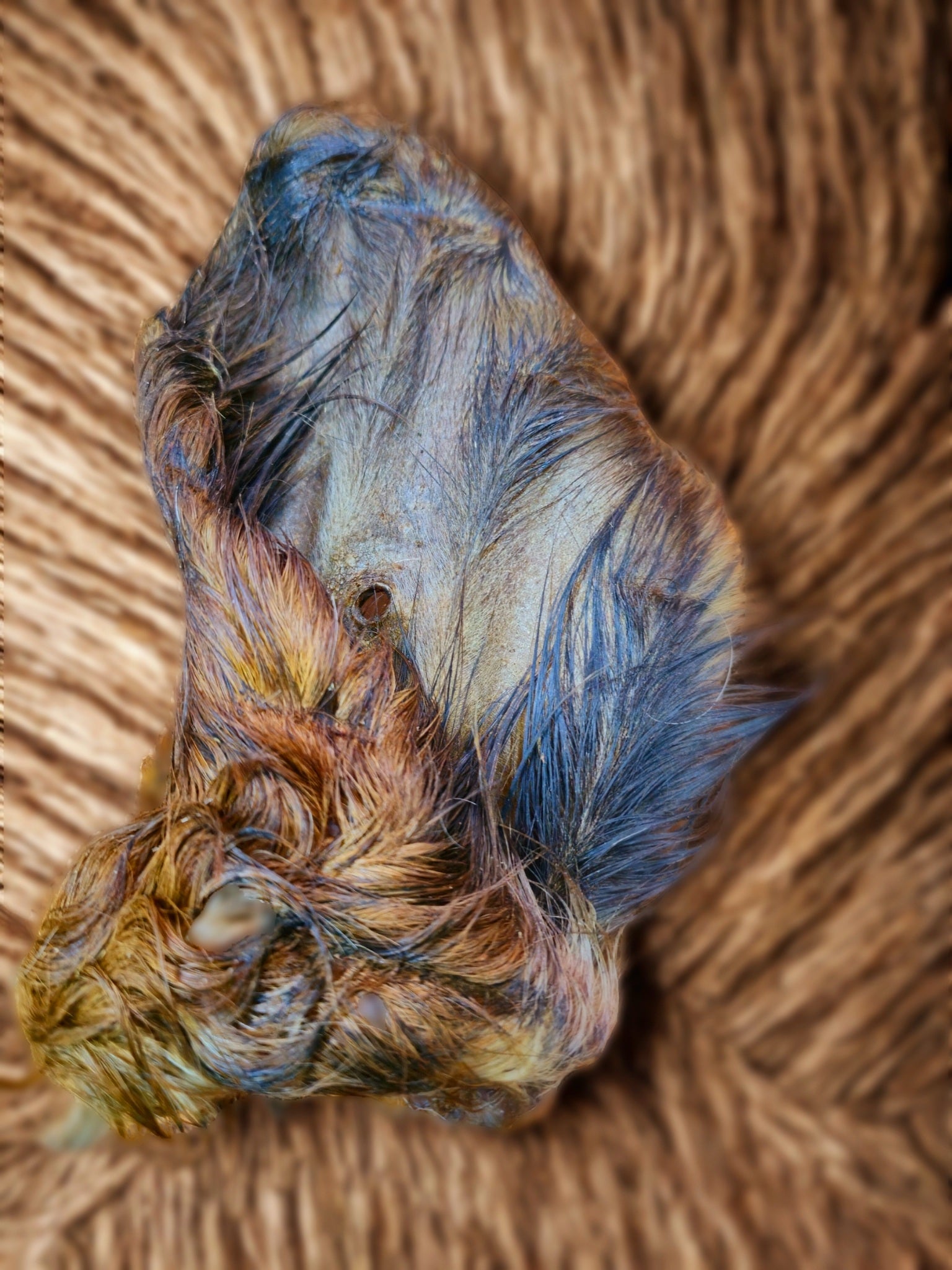 Orelha de boi XL com pelo