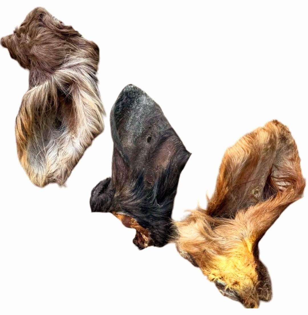 Orelha de boi XL com pelo
